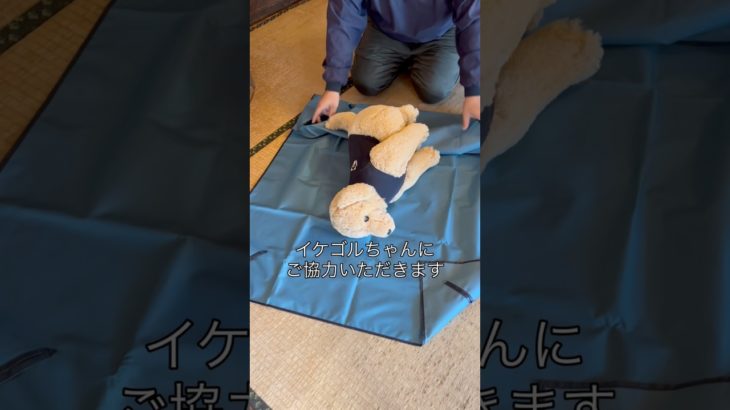 【大型犬介護…万が一の時に】ポータブルストレッチャーを買いました！お守りに。使い方説明#ゴールデンレトリバー #いぬ#大型犬#shorts
