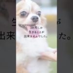 【お空のペット】生きた証　#アニマルコミュニケーション  #アニマルコミュニケーター  #スピリチュアルヒーラー  #ペットロス  #ペット  #タロットカード  #shorts