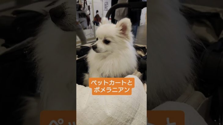 【日常】ペットカートとポメラニアン #ポメラニアン #癒し #shorts