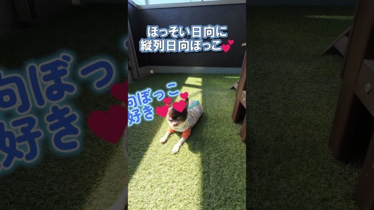 【癒し】極小チワワの日向ぼっこです💕#shorts #chihuahua  #日向ぼっこ  #チワワ #ペットのいる暮らし