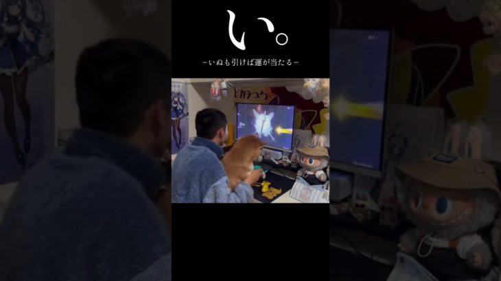 自分の飼ってるペットにガチャ引いてもらお #shorts #原神 #genshinimpact #funny #genshin