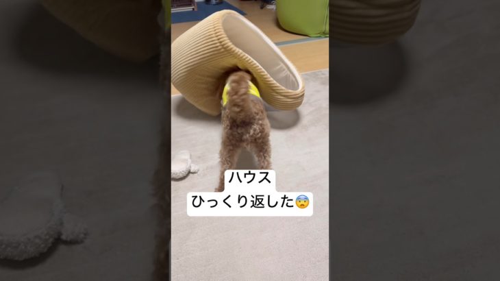 ペットハウスをひっくり返すのがマイブーム🐶✨🐾#トイプードル #shorts #pets #犬のいる暮らし