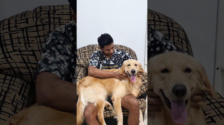 චන්ඩි සෆායා #siberianhusky #goldenretriever #funnyvideo #pet