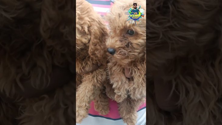 💥🤯 toy poodle puppies 🤩 broadway pet market chennai cheapest #shortfeed #shorts #trending