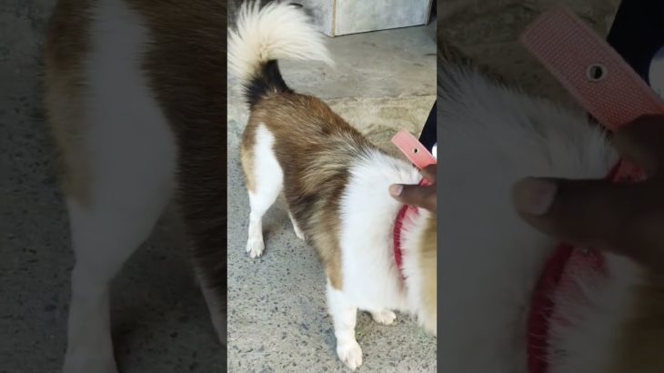 #trending #labrador #pets #pet