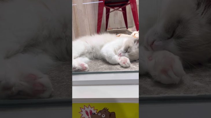 今日もペットショップに来ちゃった【猫飼いたいけど決断出来ないアラサー】　#猫飼いたい