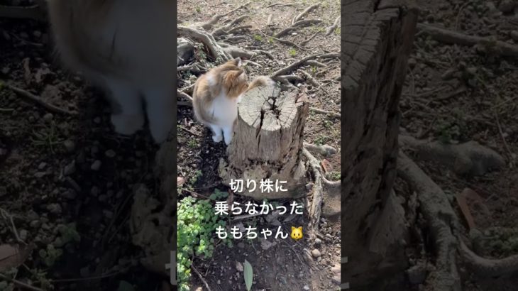 切り株に乗らなかったももちゃん🐱 #猫 #ねこ #ネコ #ペット #サイベリアン #かわいい猫 #ねこのいる生活 #ねこのいる暮らし
