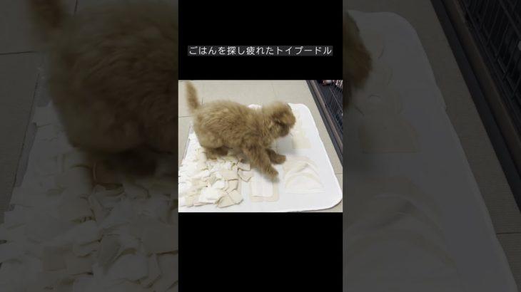 ご飯を探し疲れたトイプードル #トイプードル #ペット #子犬