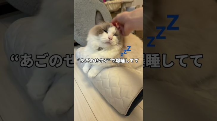 【トゥルースリーパー ペットベッド】ペットの眠りを追求して開発したペットベッド｜ショップジャパン【公式】
