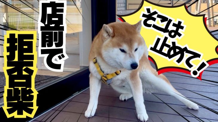 ペットショップ店前で全力の拒否柴。末っ子性格の柴犬は可愛い過ぎる