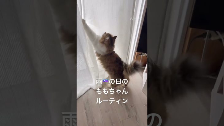 雨☔の日のももちゃんルーティン #猫 #ねこ #ネコ #ペット #サイベリアン #かわいい猫 #ねこのいる生活 #ねこのいる暮らし