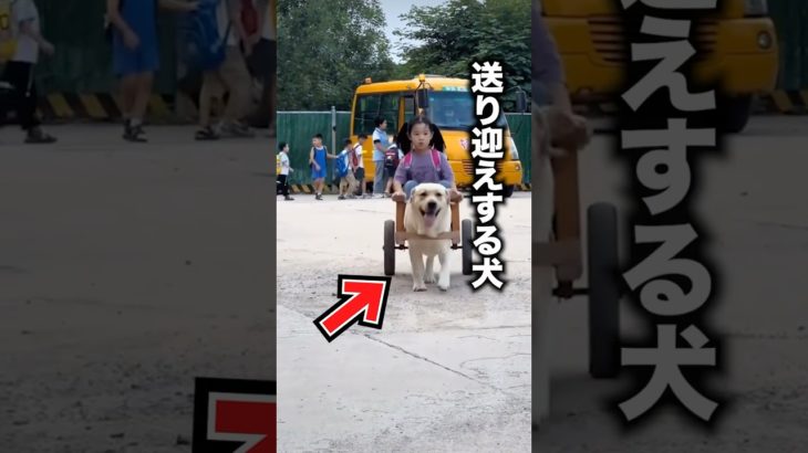 子どもを学校から運ぶ犬が天才過ぎる