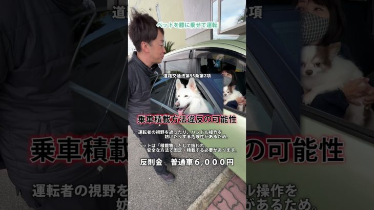 【ペットを膝に乗せて運転】 #教習所 #ペット #車