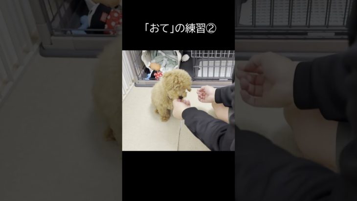 おての練習② #トイプードル #コマンドトレーニング #可愛い #ペット