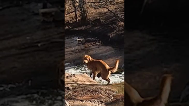 ミッション：川から脱出せよ