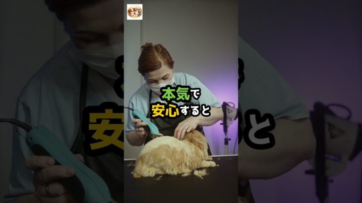 冷たいと思ってた猫がまさかの展開 #ペット #涙