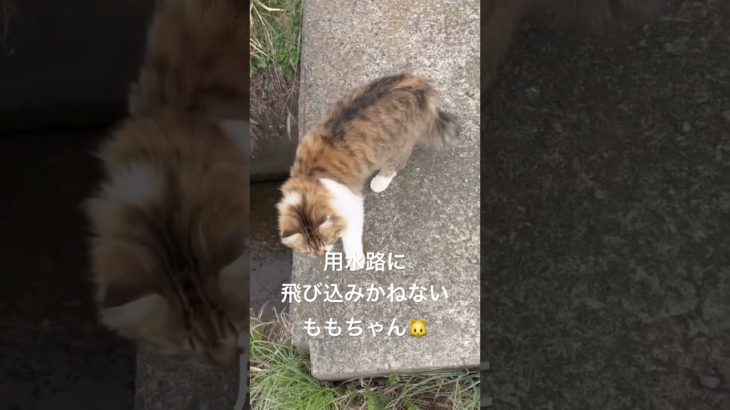 用水路に飛び込みかねないももちゃん🐱 #猫 #ねこ #ネコ #ペット #サイベリアン #かわいい猫 #ねこのいる生活 #ねこのいる暮らし