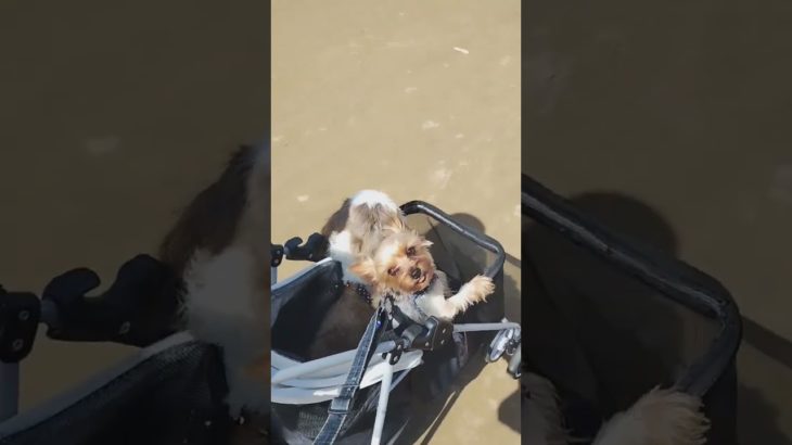 仲良くカートで散歩🐾#シーズー #ヨークシャーテリア #ペットカート #多頭飼い犬 #わん散歩
