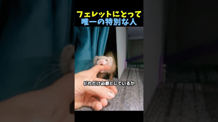 フェレットにとって唯一の特別な人🦨 #感動する話 #ペット #動物
