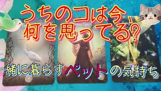 うちのコは今どう思ってる？🐾ペットの気持ちタロットリーディング