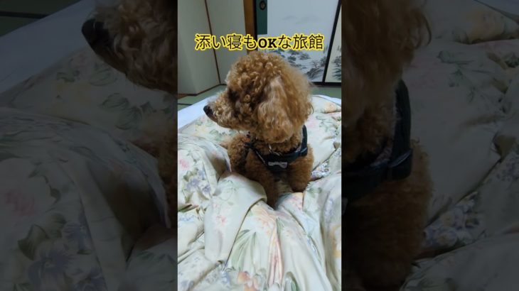 トイプードル#松濤園#ペットホテル#犬#旅行#ペット宿泊#旅館#温泉#バイキング#ドッグラン#浴衣