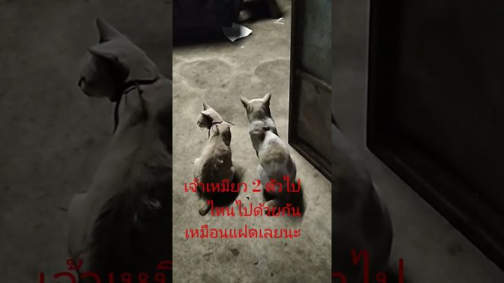 ต้าวเหมียว#สัตว์เลี้ยง #น่ารัก