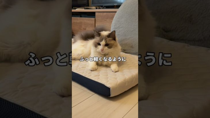 【トゥルースリーパー ペットベッド】ペットの眠りを追求して開発したペットベッド｜ショップジャパン【公式】