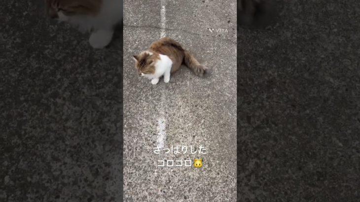 さっぱりしたゴロゴロ🐱 #猫 #ねこ #ネコ #ペット #サイベリアン #かわいい猫 #ねこのいる生活 #ねこのいる暮らし