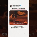 ぽっちゃり猫のダイエット特効薬🍊