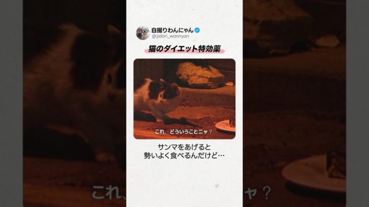 ぽっちゃり猫のダイエット特効薬🍊