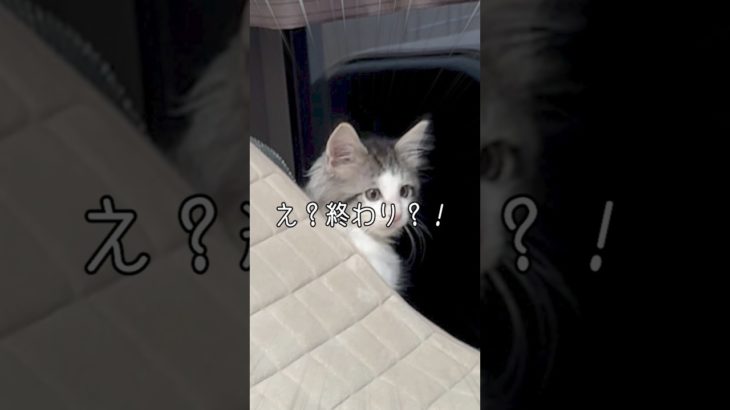 子猫と子犬が遊ぶ様子がほっこり面白い　 #犬のいる暮らし  #猫動画 #ペット