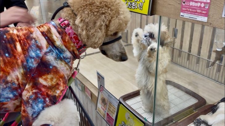 ペットショップに行ったら…【犬と猫の物語】犬ミーム　猫ミーム