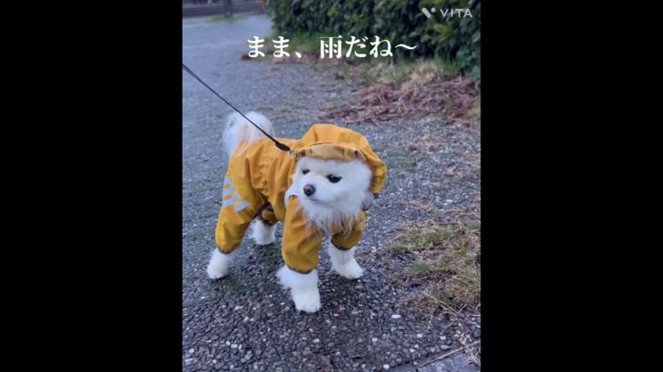 レイニーブルー#ペットのいる暮らし #ペット #ポメラニアン #犬 #いぬ #いぬすたぐらむ #犬好きさんと繋がりたい #いぬのいる生活 #いぬのきもち #ペット #ペット動画