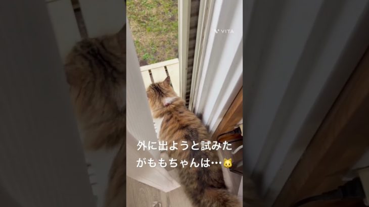 外に出ようと試みたがももちゃんは・・・🐱 #猫 #ねこ #ネコ #ペット #サイベリアン #かわいい猫 #ねこのいる生活 #ねこのいる暮らし