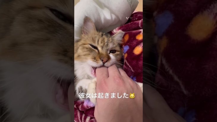 彼女は起きました🐱 #猫 #ねこ #ネコ #ペット #サイベリアン #かわいい猫 #ねこのいる生活 #ねこのいる暮らし