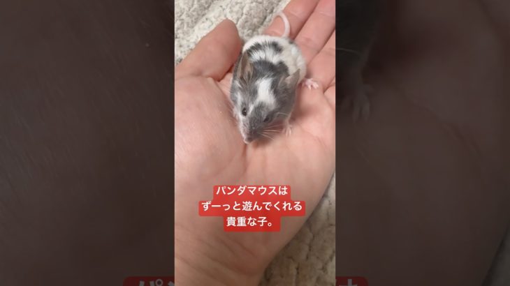 【おすすめペット】パンダマウス