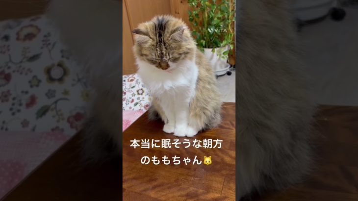 本当に眠そうな朝方のももちゃん🐱 #猫 #ねこ #ネコ #ペット #サイベリアン #かわいい猫 #ねこのいる生活 #ねこのいる暮らし