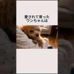 愛されて育ったワンちゃんは亡くなったあと・・・ #ペットロス #犬のいる生活 #ジャックラッセルテリア  #ポメラニアン #トイプードル