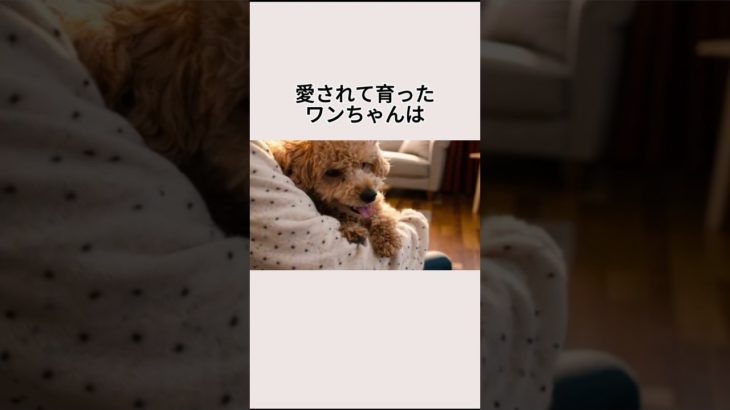 愛されて育ったワンちゃんは亡くなったあと・・・ #ペットロス #犬のいる生活 #ジャックラッセルテリア  #ポメラニアン #トイプードル