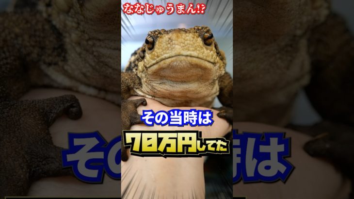 めちゃくちゃ珍しい蝦蟇入荷しました！ #爬虫類 #カエル #ペット