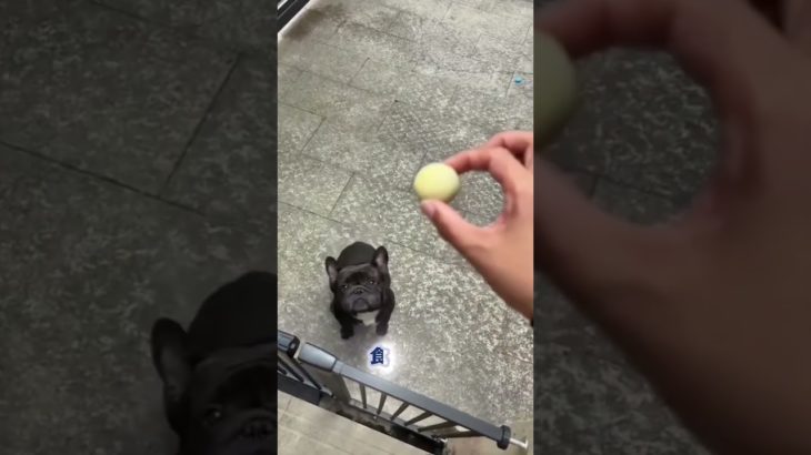 ペットに牛肉のキューブをあげています 😺