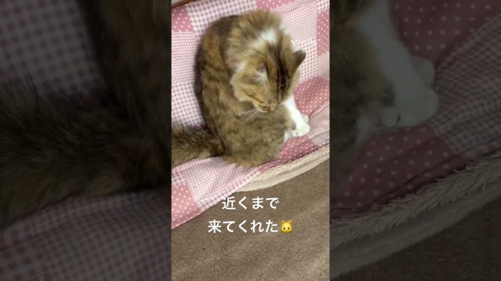 近くまで来てくれた🐱 #猫 #ねこ #ネコ #ペット #サイベリアン #かわいい猫 #ねこのいる生活 #ねこのいる暮らし