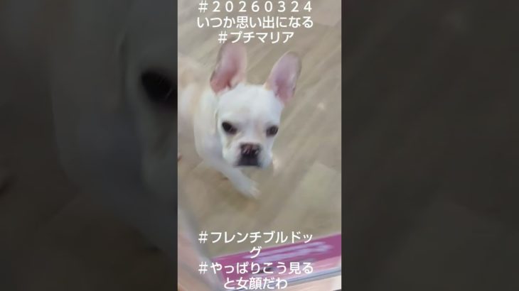 ２０２６０３２４もうすぐ売れそうな気がするな　マールのペットショップ日記