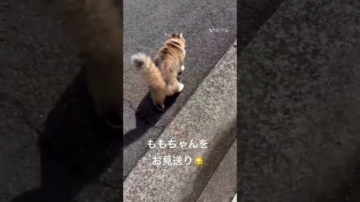 ももちゃんをお見送り🐱 #猫 #ねこ #ネコ #ペット #サイベリアン #かわいい猫 #ねこのいる生活 #ねこのいる暮らし