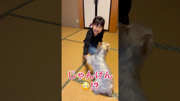 犬とじゃんけん⁉️😳　#犬　#ワンちゃん　#ペット　#動物　#可愛い