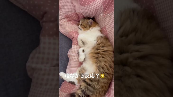 寝ながら反応？🐱 #猫 #ねこ #ネコ #ペット #サイベリアン #かわいい猫 #ねこのいる生活 #ねこのいる暮らし