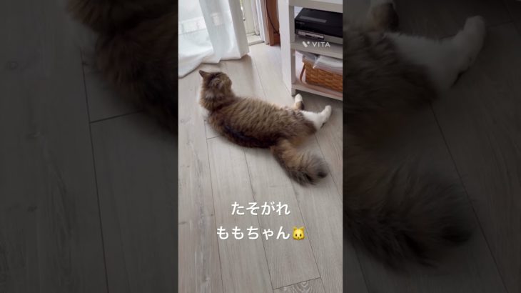 たそがれももちゃん🐱 #猫 #ねこ #ネコ #ペット #サイベリアン #かわいい猫 #ねこのいる生活 #ねこのいる暮らし