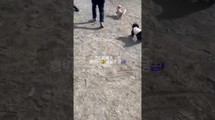 おはようございます☀🙋頑張りましょう！#犬好き #可愛い#トイプードル#ペキニーズ#日常 #ペット #犬癒し#癒し#犬のいる生活#犬#散歩