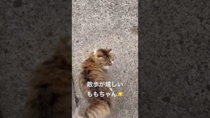 散歩が嬉しいももちゃん🐱#猫 #ねこ #ネコ #ペット #サイベリアン #かわいい猫 #ねこのいる生活 #ねこのいる暮らし #散歩する猫