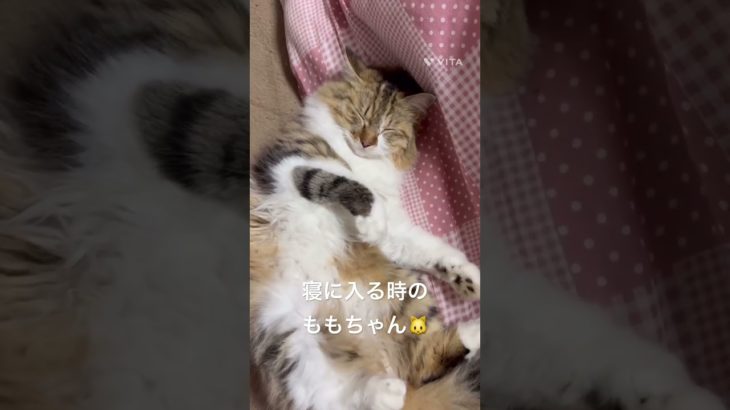 寝に入る時のももちゃん🐱 #猫 #ねこ #ネコ #ペット #サイベリアン #かわいい猫 #ねこのいる生活 #ねこのいる暮らし #散歩する猫